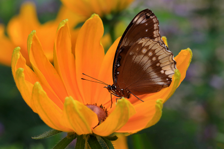 Brown Butterfly on Yellow
