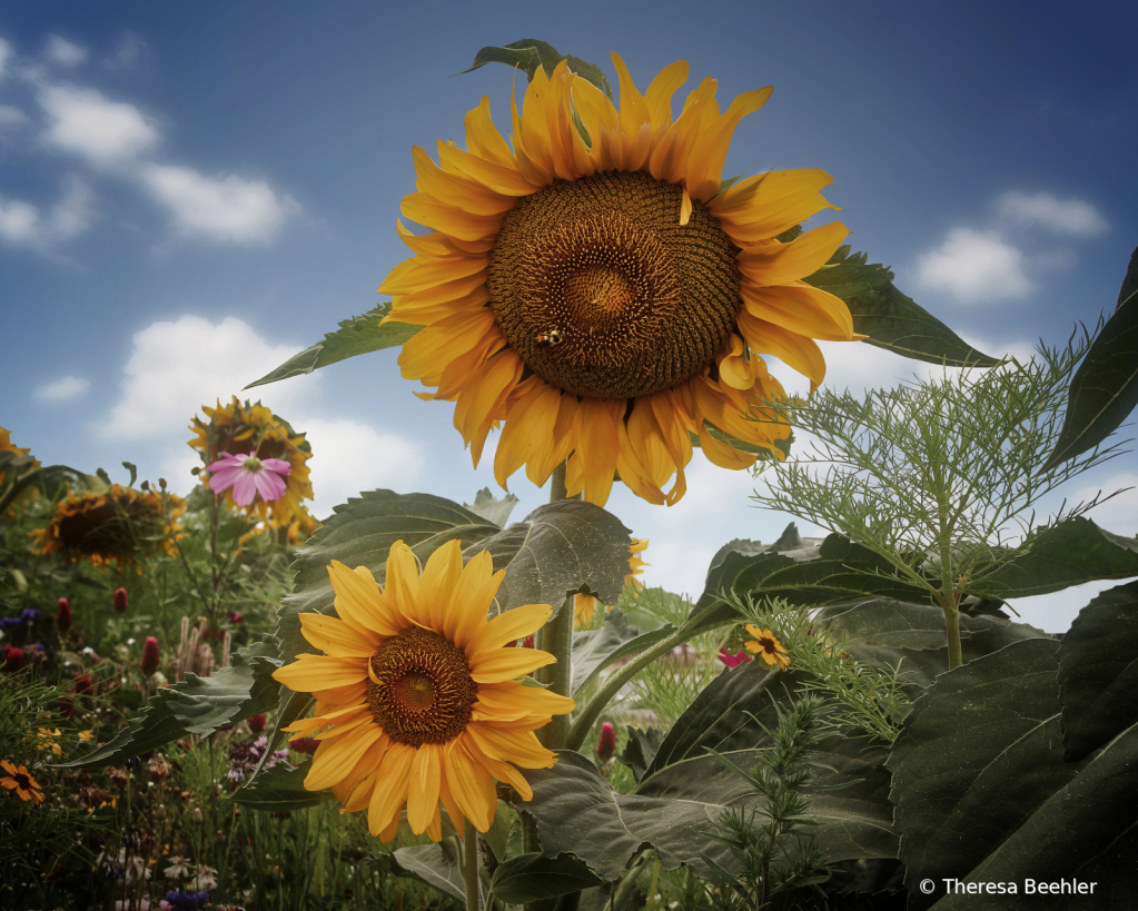 Flowers - English Garden with Sunflowers