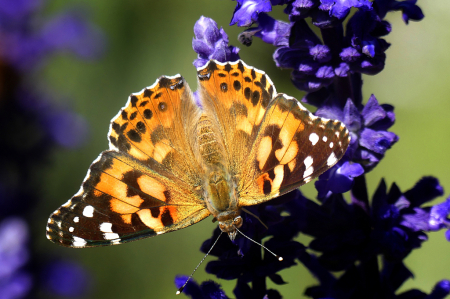 Painted Lady