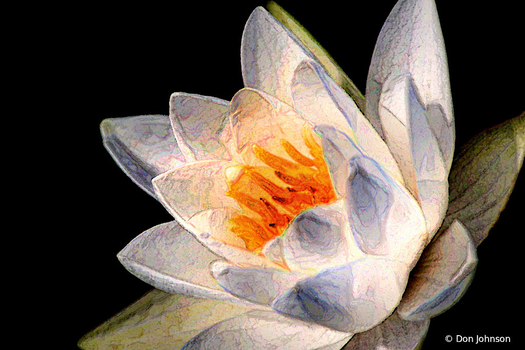 Artistic White LP Water Lily 9-11-19 097