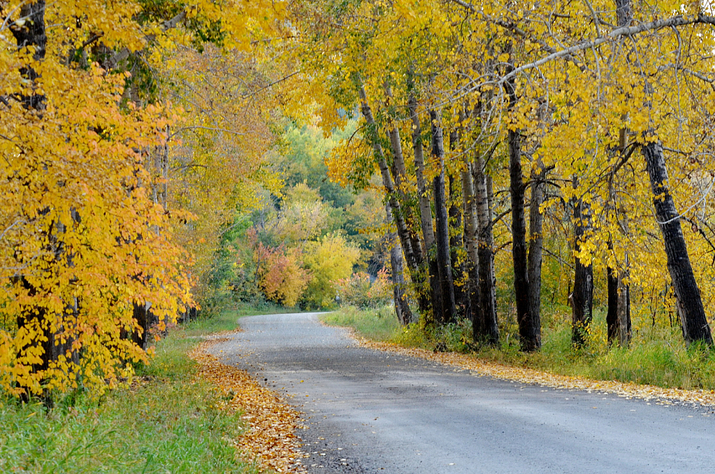 The Country Road