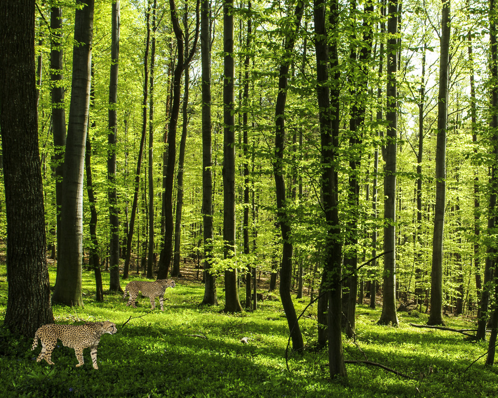 Strolling Cheetahs in the Forest