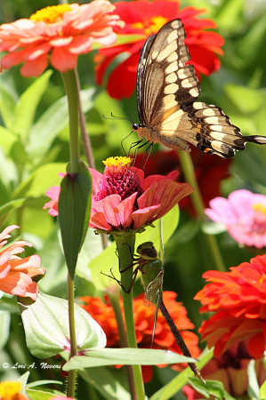 Swallowtail & Dragonfly