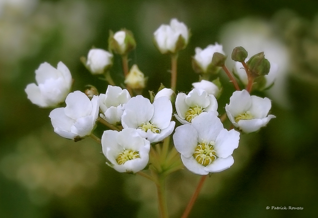 Little White Flowers