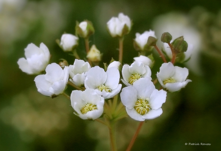 Little White Flowers