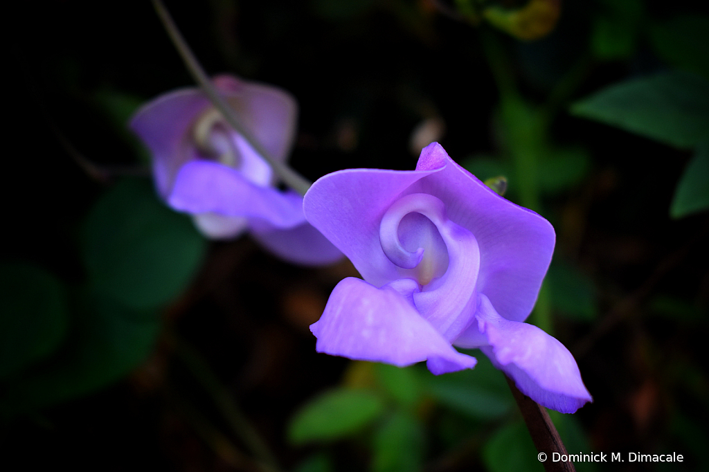 ~ ~ PURPLE SWEET PEA ~ ~ 