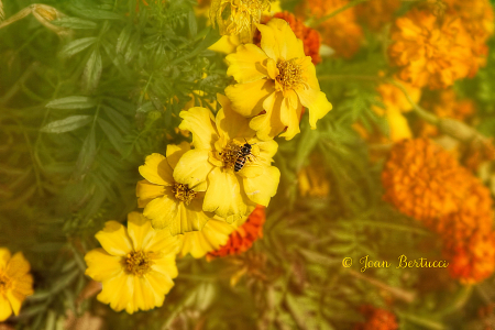 Bee on a Diagonal Line