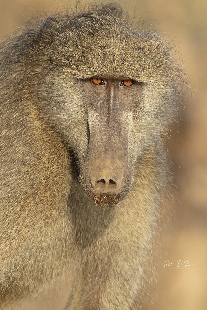 Baboon Stare