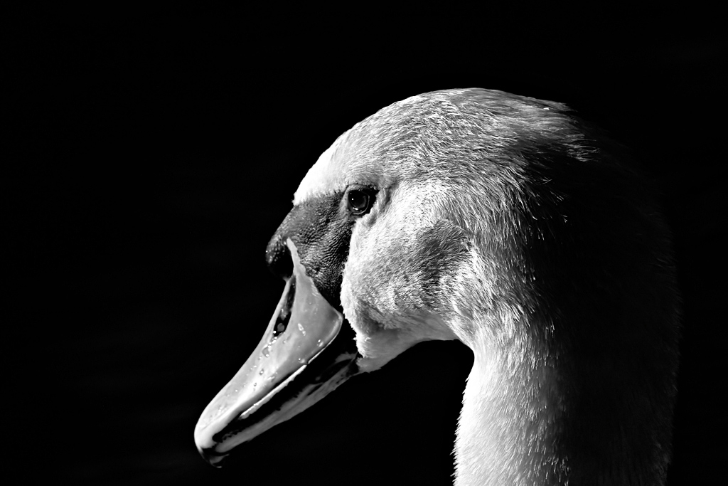 Swan