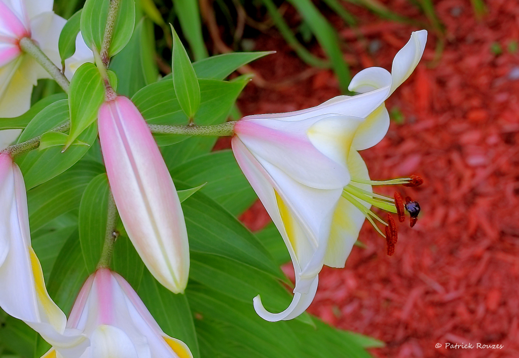 Lilies