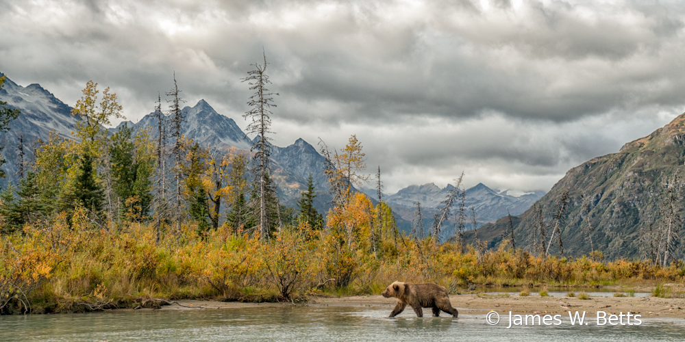 Brown Bear Alaska - ID: 15751759 © James W. Betts