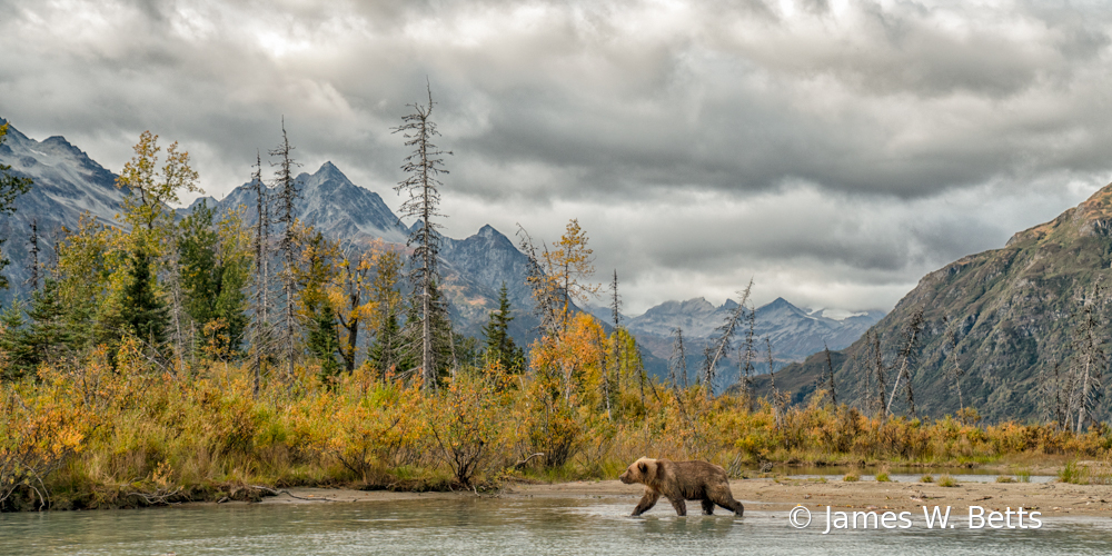 Brown Bear Alaska