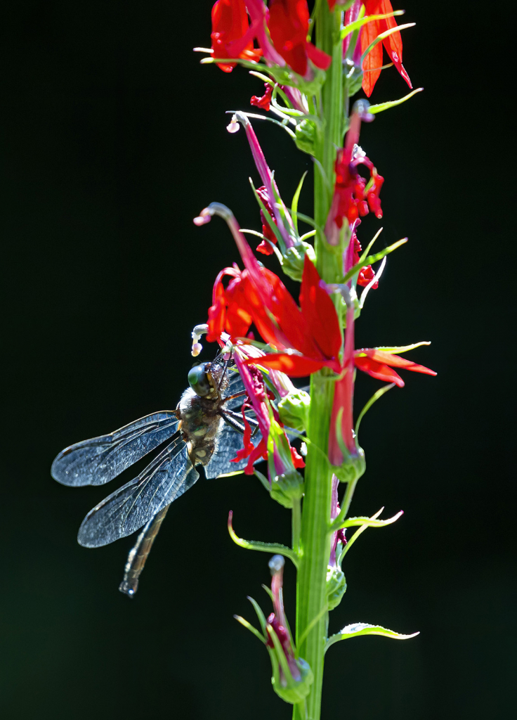 Blue Dragonfly