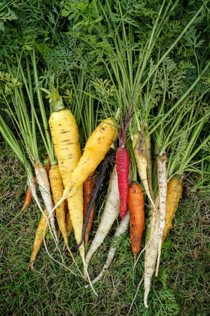 Carrots