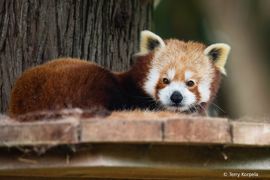 Red Panda - ID: 15751846 © Terry Korpela