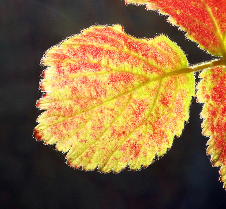 Autumn leaf.