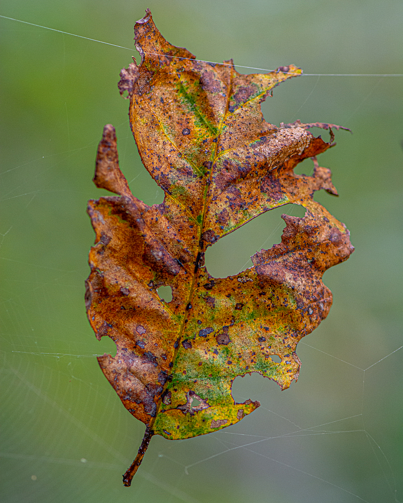 Hanging By A Thread