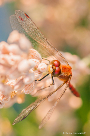 Ruby Meadowhawk