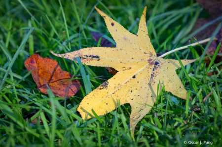 Fall Color, Southern Style