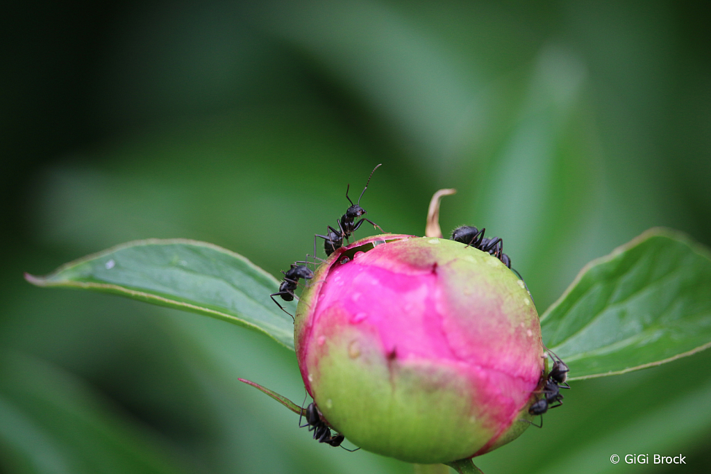 Mmmmm Candy Apple