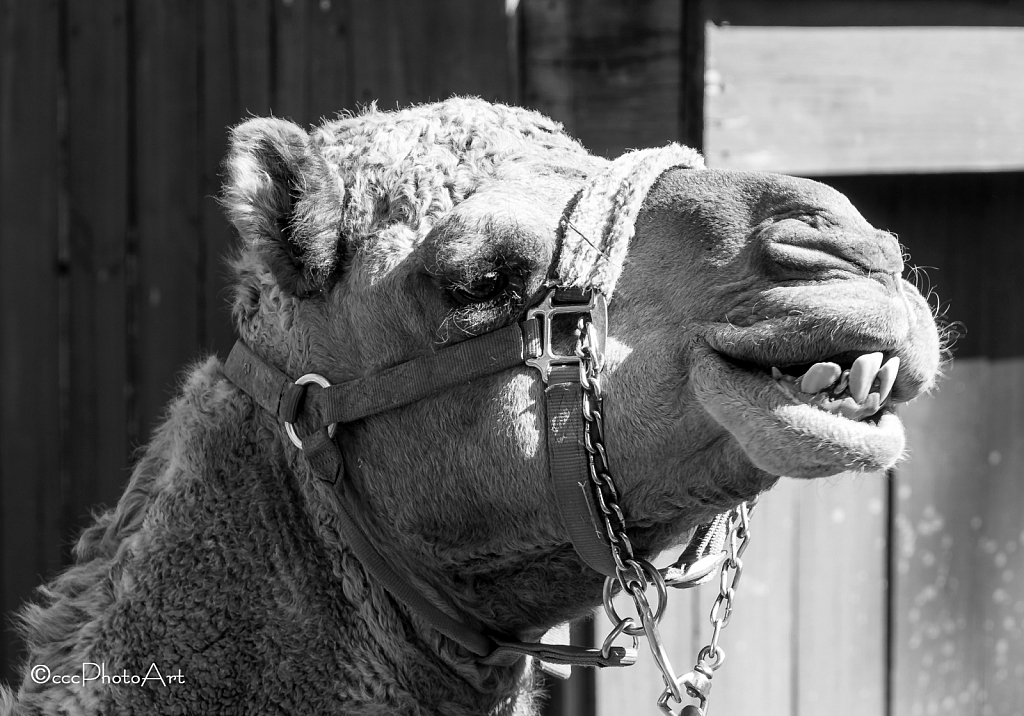 Camel Character - ID: 15752043 © Candice C. Calhoun