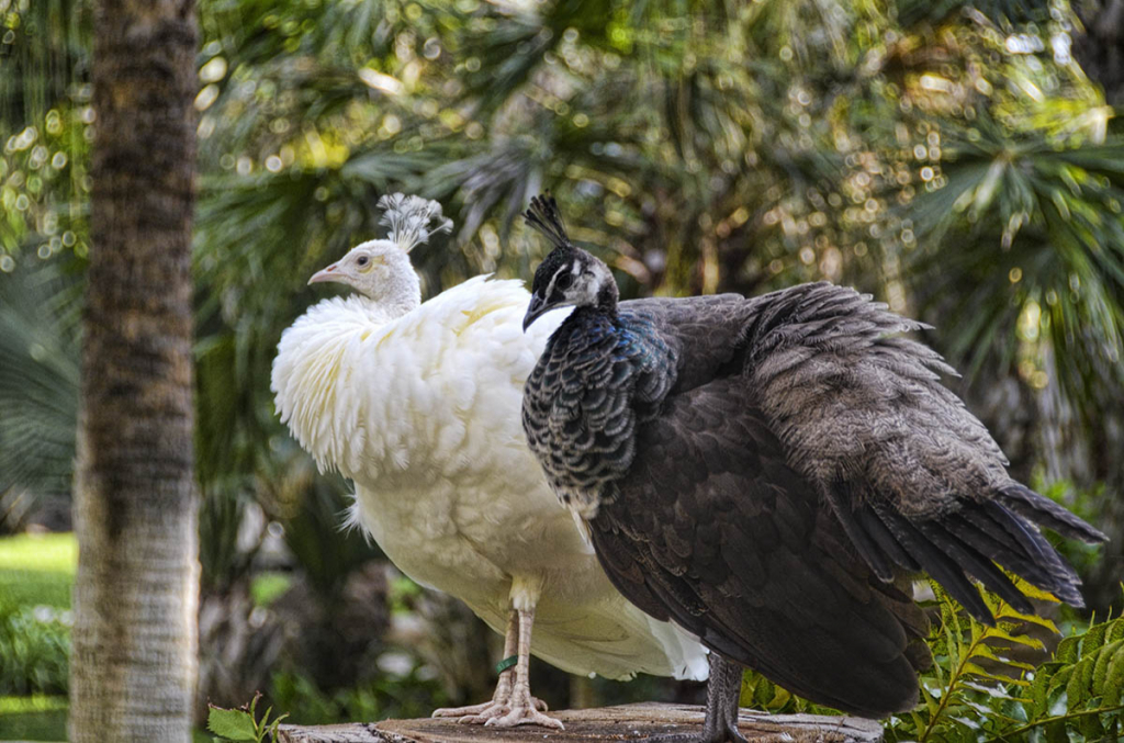 A Pair of Peacocks