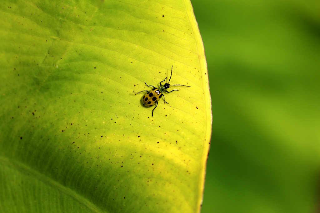Bug On A Leaf