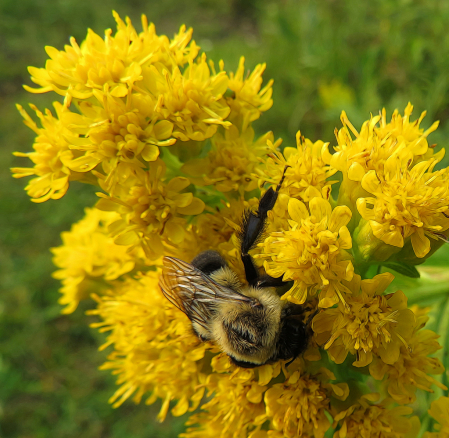 Hungry Bee