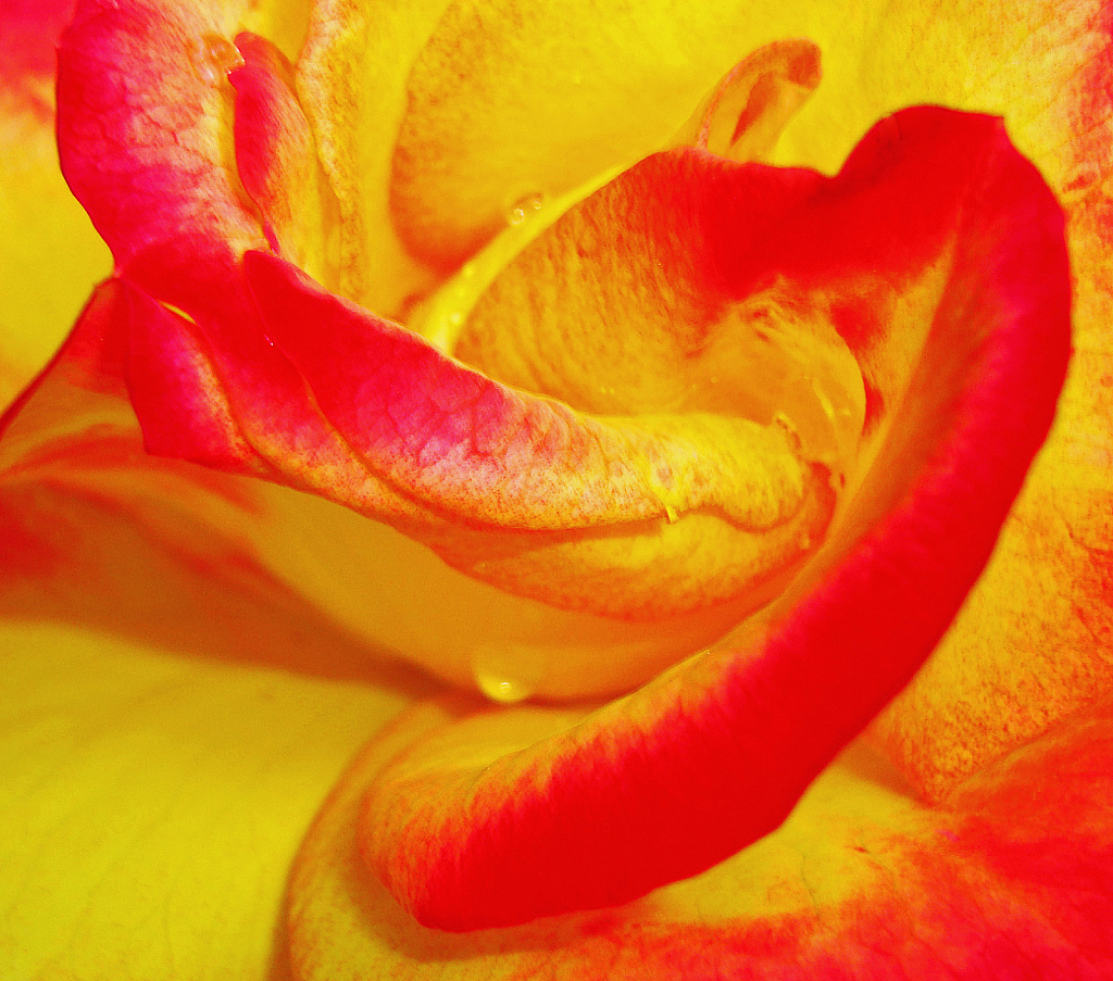 Rose petal composition.