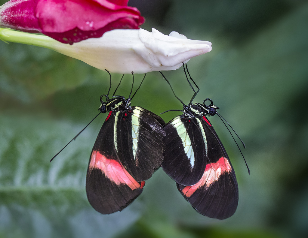 Butterfly Coupling  