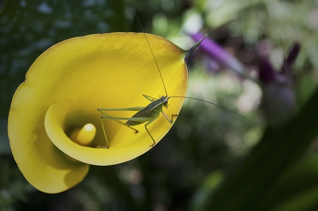 Green in Yellow