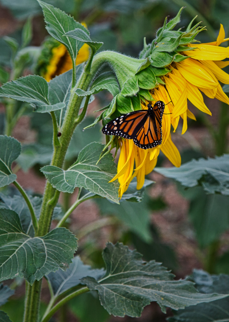 Migrating South - ID: 15752616 © Susan Johnson