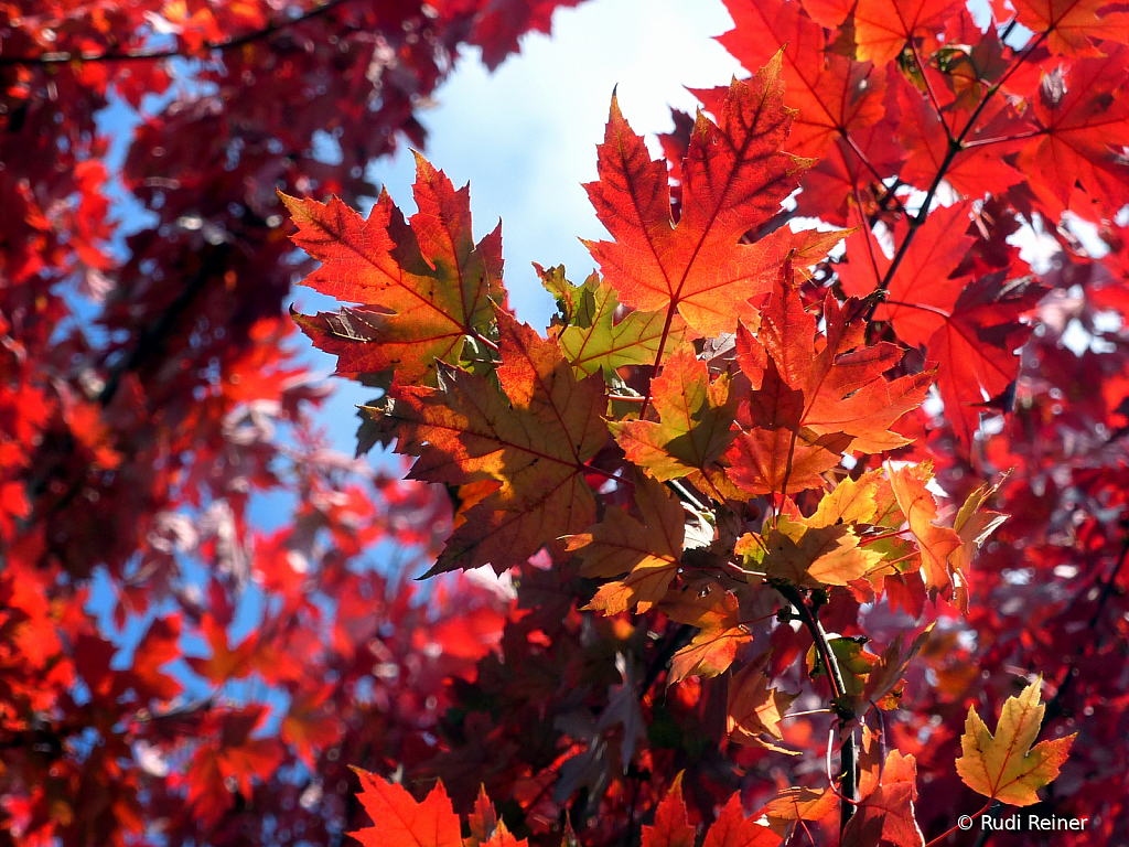 Sunday fall colors