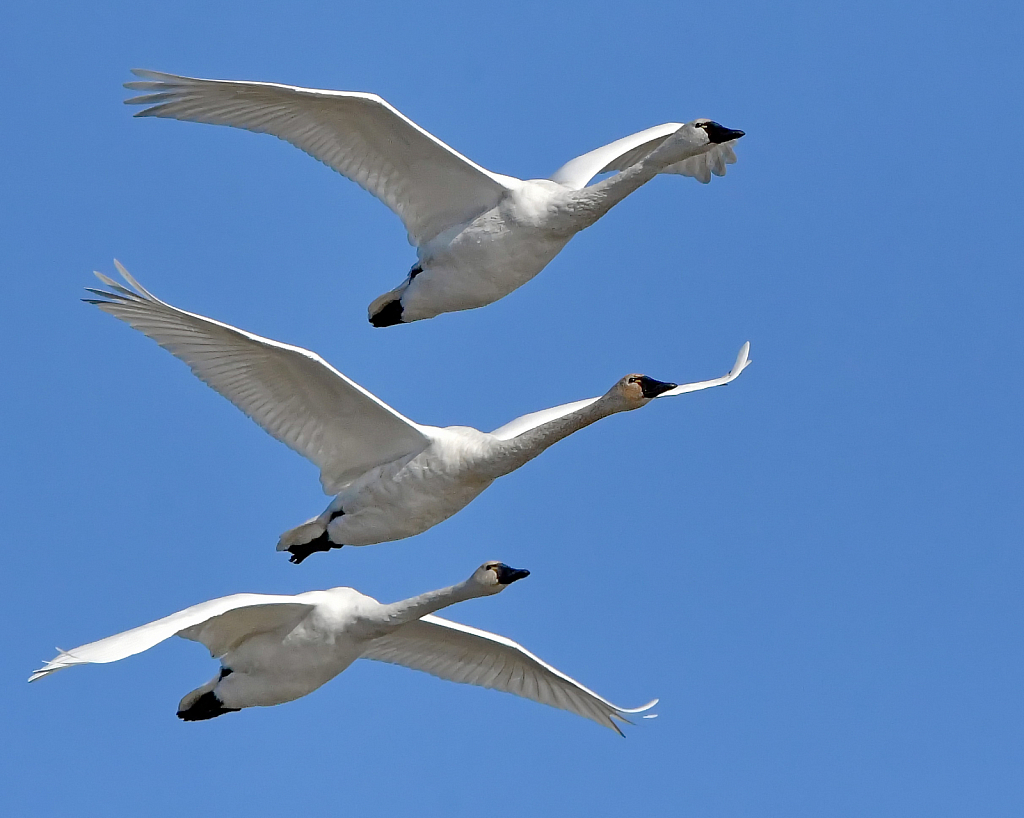 Tundra Swans