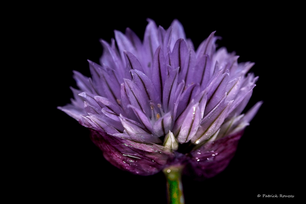 Chive