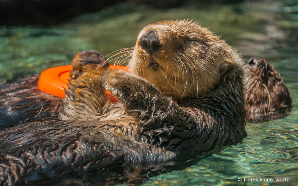 Sea Otters