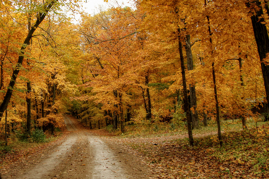 Country Driveway