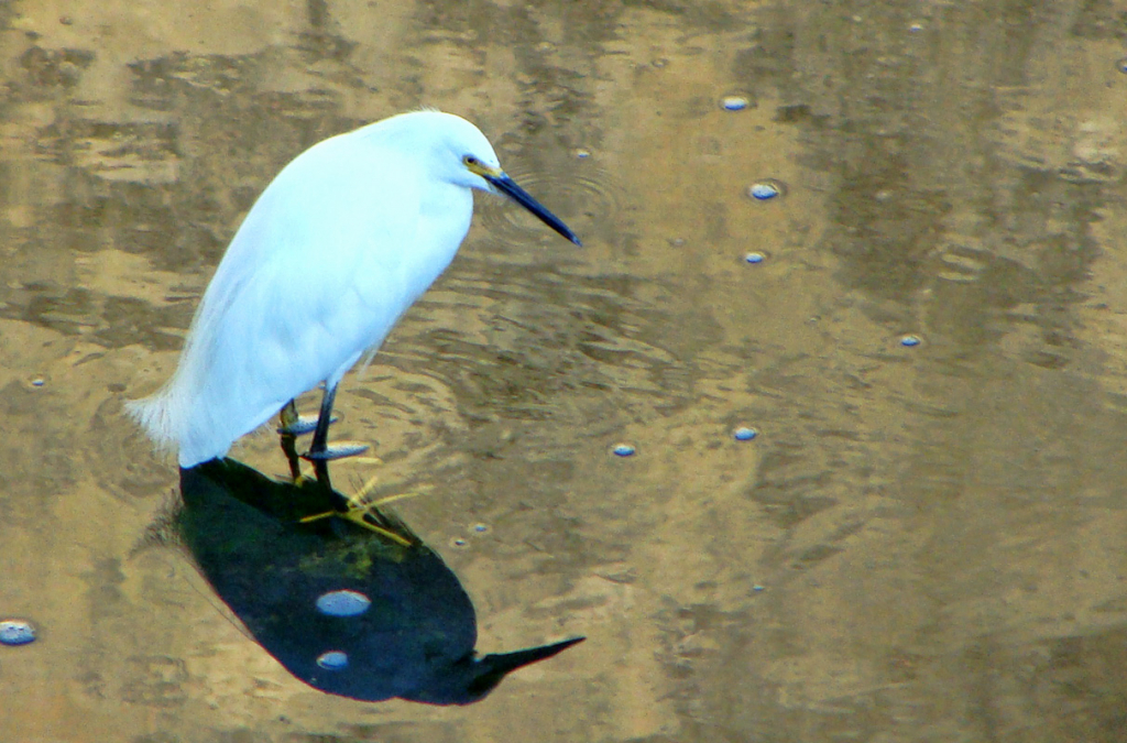 AN EGRET AND ITS SHADOW