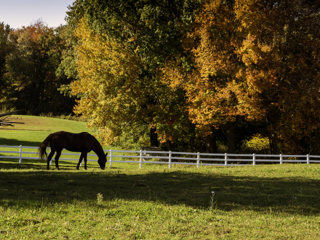 Autumn Grazing