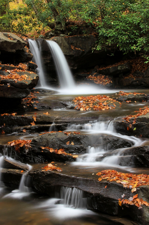 Fallen Leaves