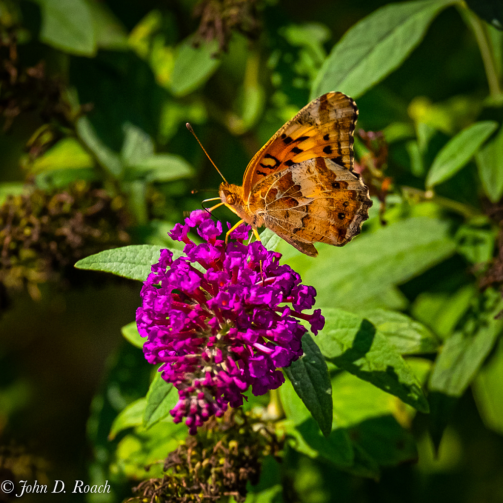 Butterfly at Work