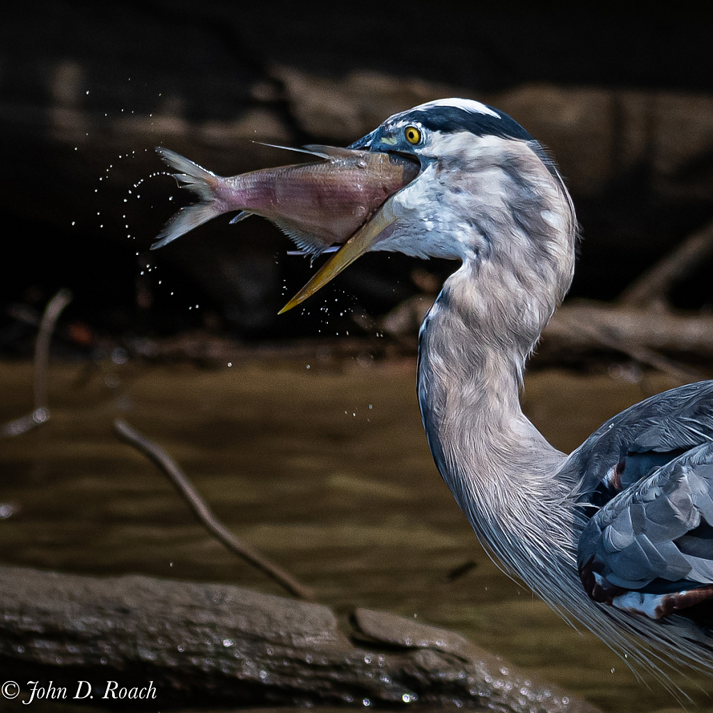 A Fish's Fate - ID: 15753517 © John D. Roach