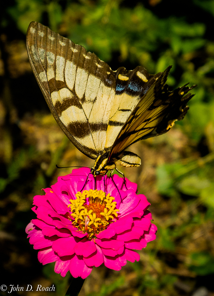 Butterfly at the Zinnia