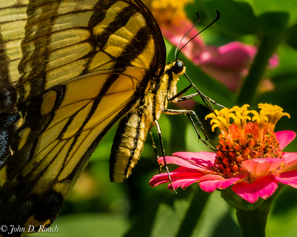 Butterfly in Action