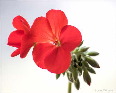 Bright, Bold and Beautiful: Geranium