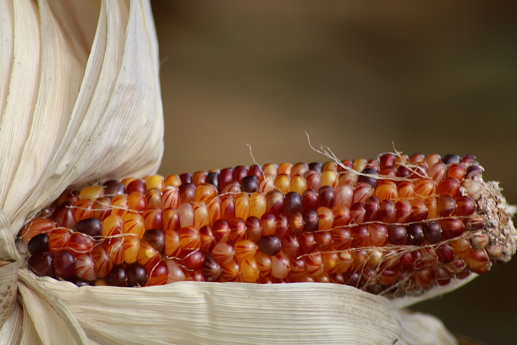 Beautiful Indian Corn