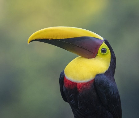 Toucan