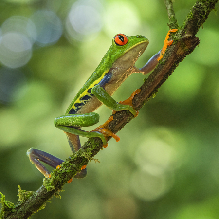 Red Eye frog