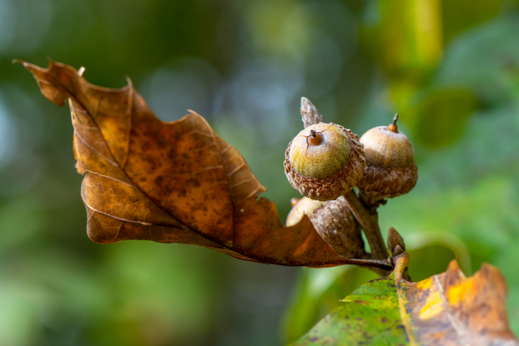 Autumn Oak