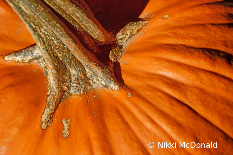 Pumpkin Abstract